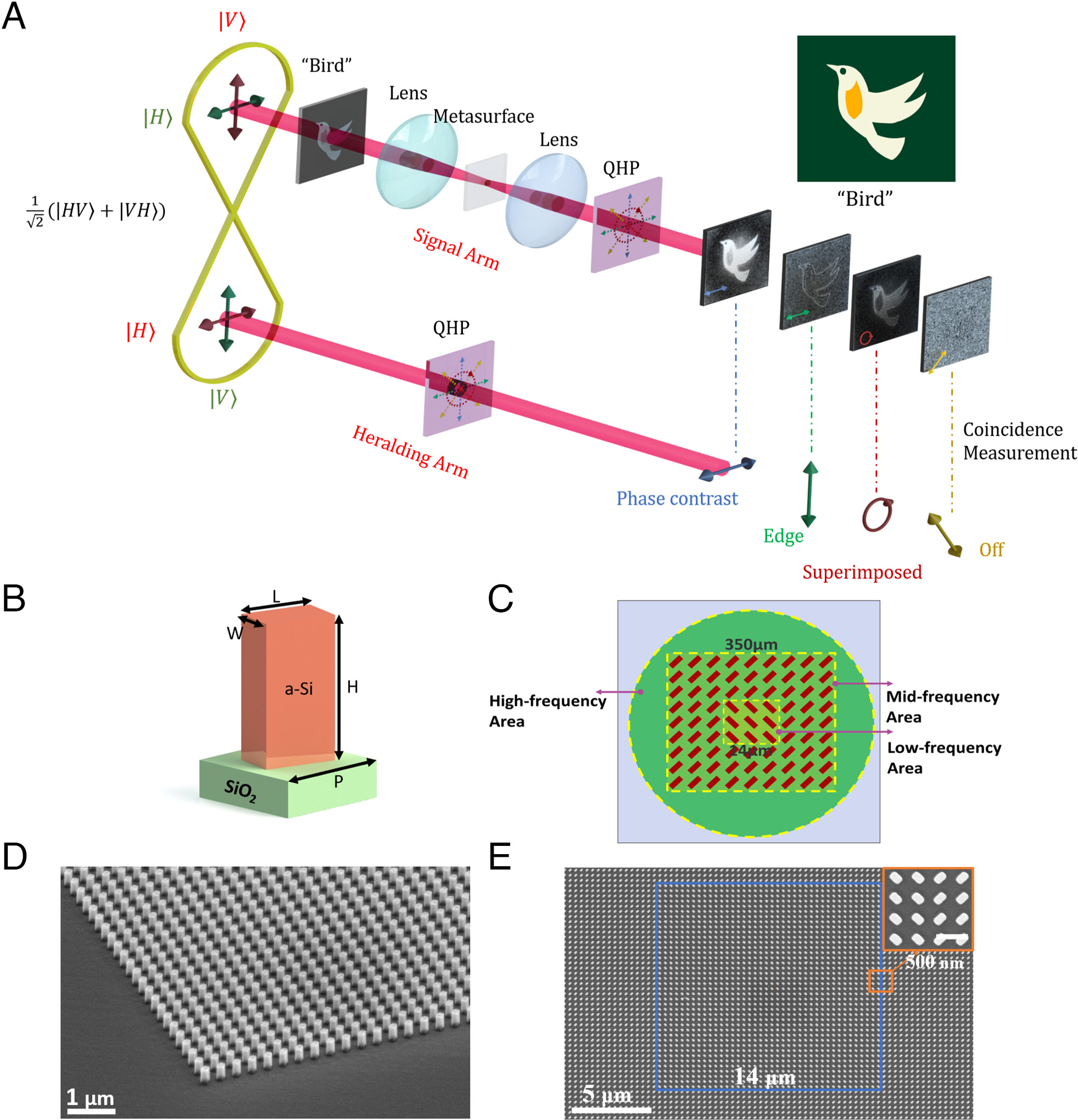 Metasurface-assisted multimodal quantum imaging