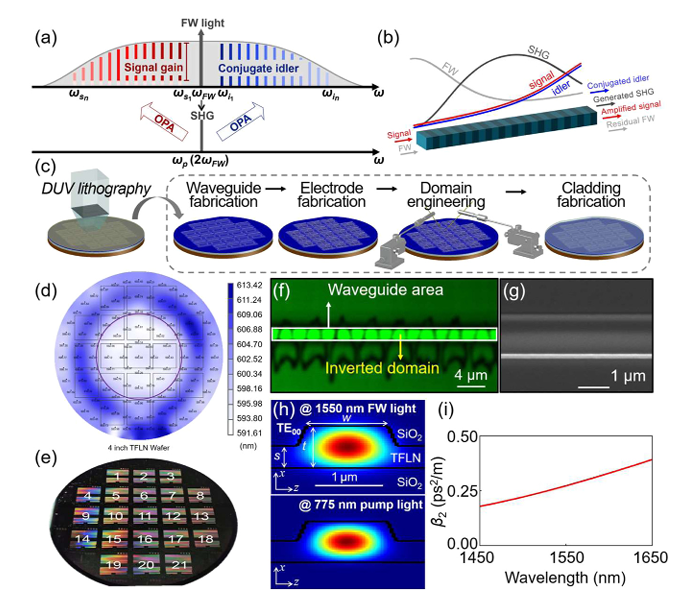 High-gain optical parametric amplification with a  continuous-wave pump using a domain-engineered  thin-film lithium niobate waveguide
